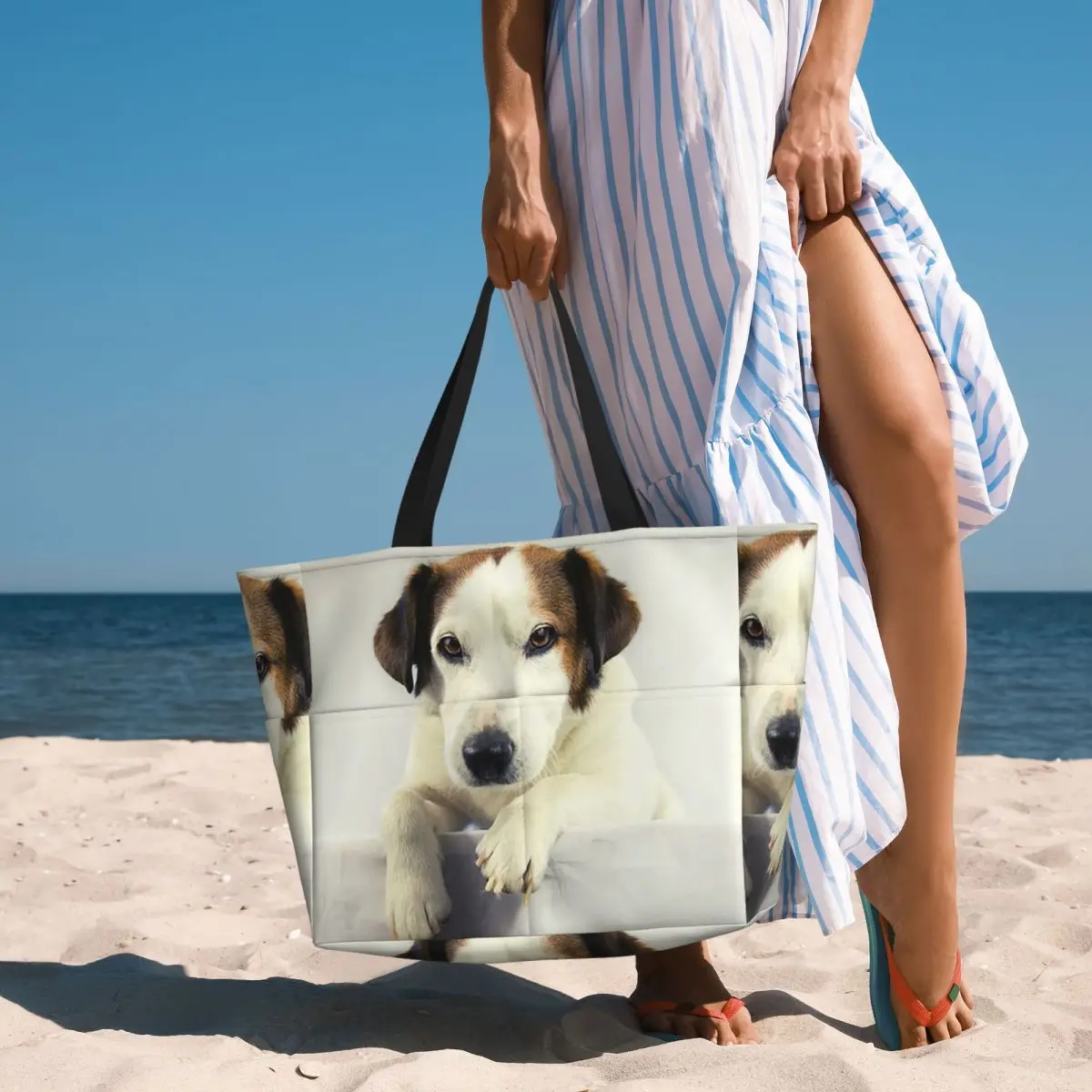 Dog Jack Russell Terrier Photo - Yoga Fitness Gym Photos ulasan dan harga